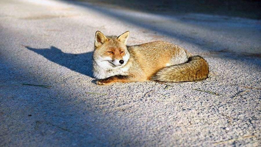 Москвичи больше 50 раз видели лис в черте города с начала года

