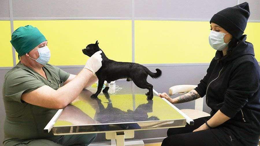 Первый тест диагностики возбудителя коронавируса у животных создан в РФ