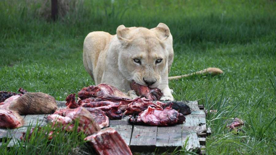 Частные зоопарки и океанариумы России не воспользовались господдержкой
