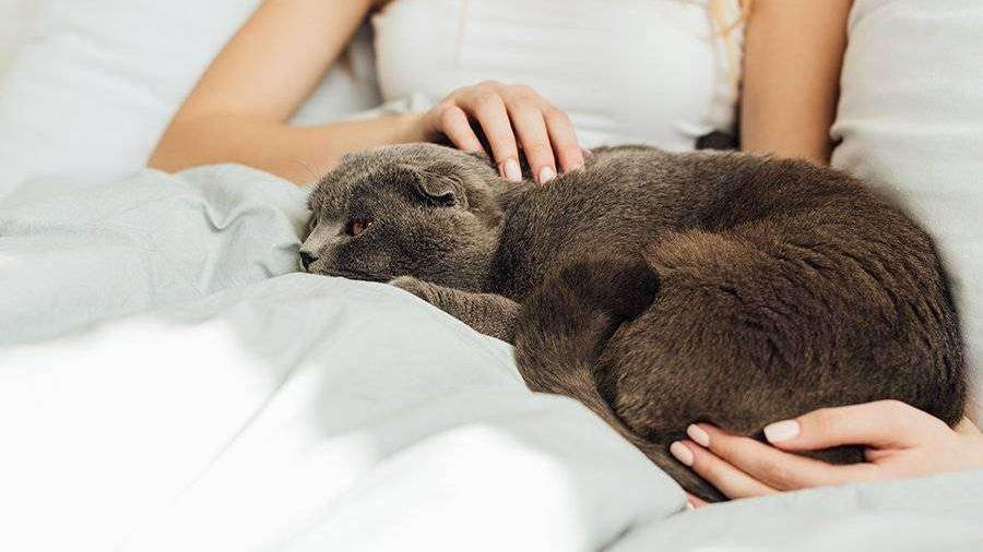 Комаровский рассказал о способах избежания передачи COVID-19 от кошек