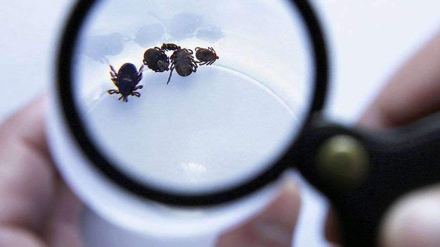 В Томской области откроют дополнительные медцентры из-за укусов клещей