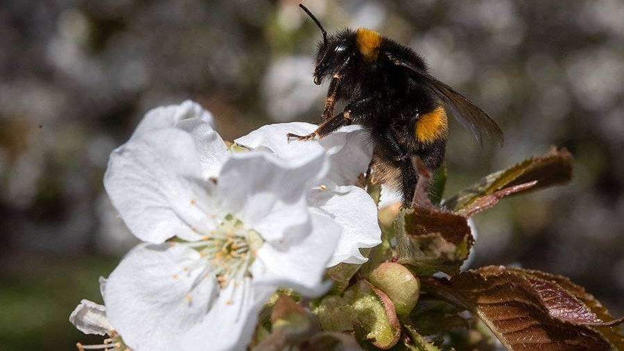 Вильфанд рассказал об аномальном потеплении на азиатской части России
