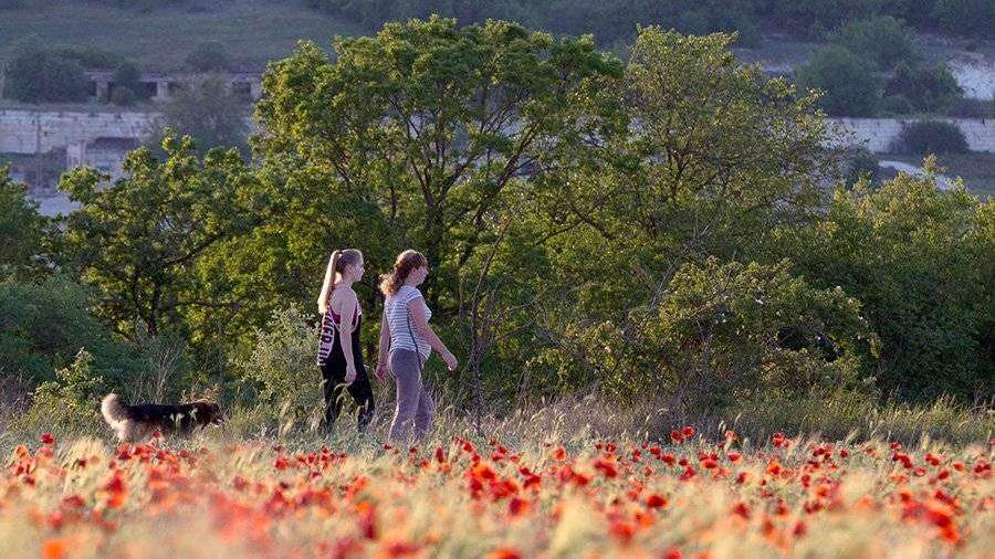 Кинолог осудил главу Алушты за грубые высказывания про собак
