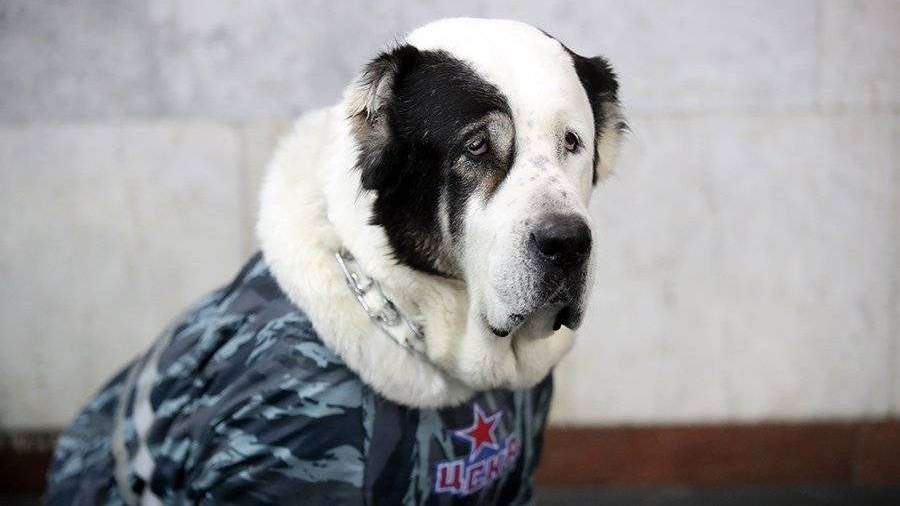 Красивые клички для 🐕 собак мальчиков - Гульдог