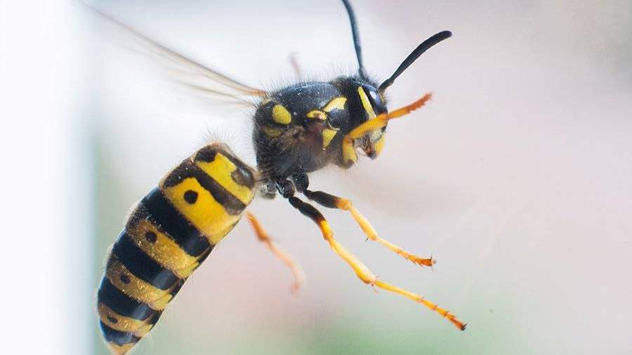 Common Wasp. Wasp, Wasp stings, Bee