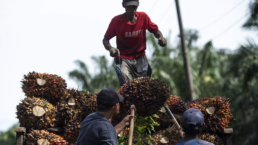 Эксперт оценил эффект от запрета экспорта пальмового масла из Индонезии