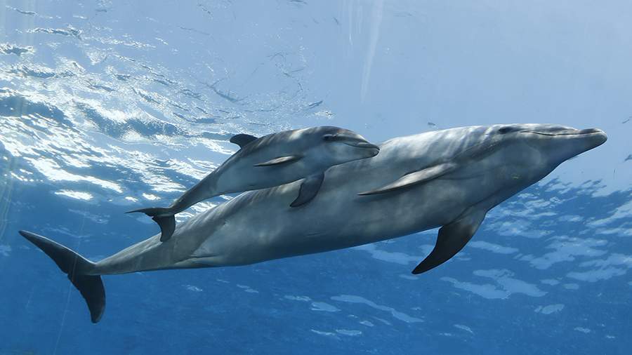 Dolphin Attacks On Humans On The Rise In Japan - Pledge Times