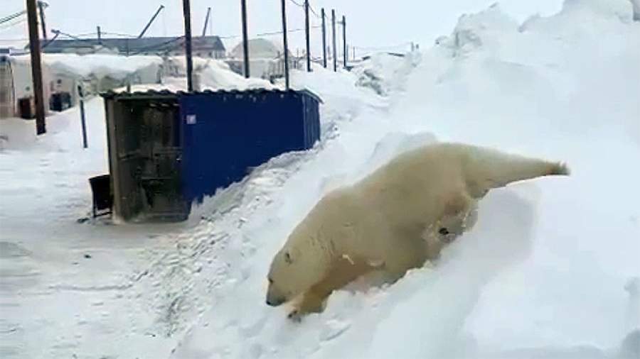 белые медведи бегут за камазом видео