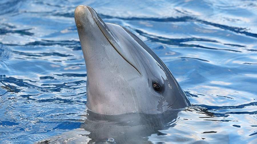 Природа – молчаливая жертва войны: в Черном море массово гибнут дельфины