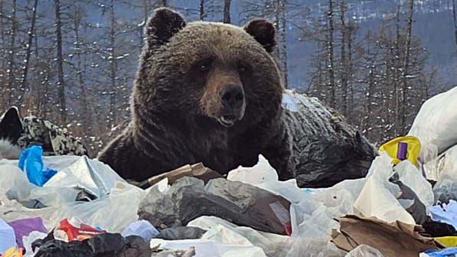 Медведь чуть не загрыз двух россиян в Якутии NEWS.ru Дзен