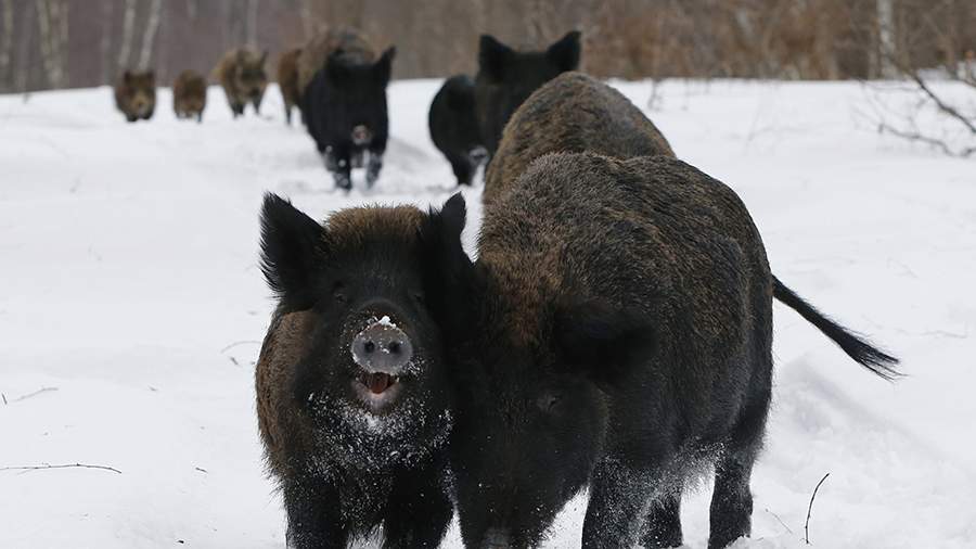 In Slovakia, they complained about the invasion of wild boars in the country’s largest city