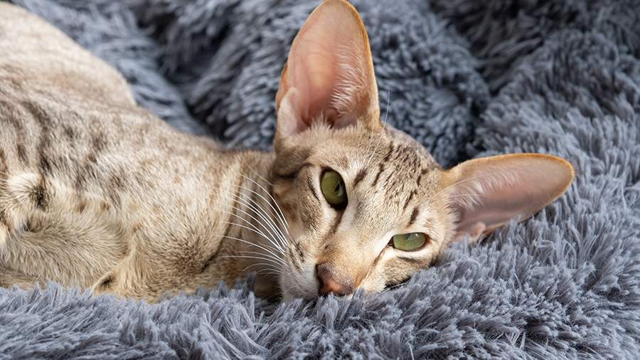 Зоологи нашли объяснение появлению залысин перед ушами у кошек