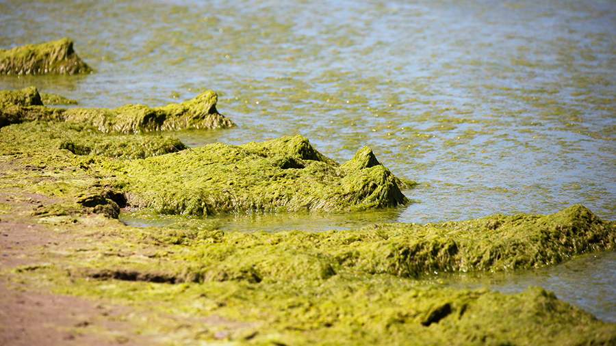 Позеленевшее море в Анапе притянуло толпы туристов