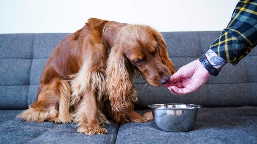 Производитель «Индилайт» выпустит корм для домашних животных