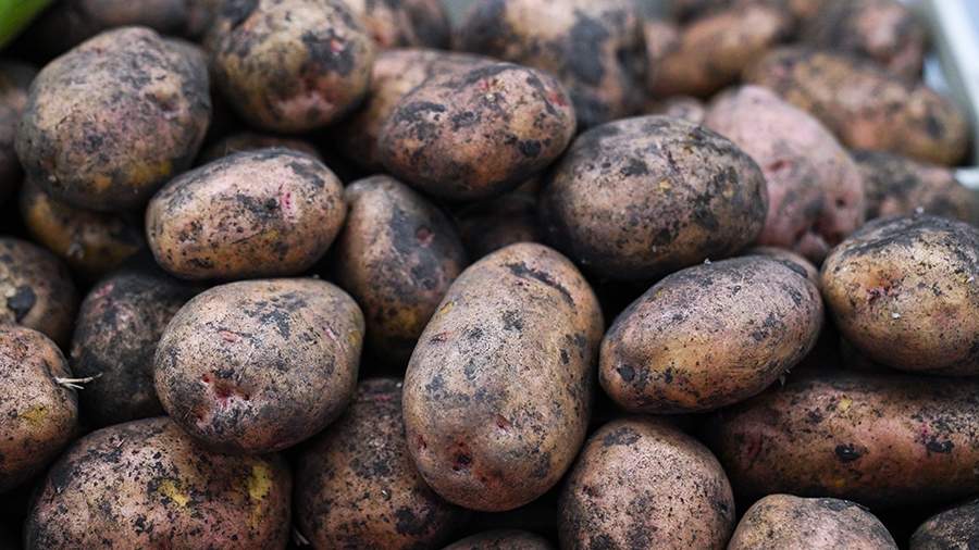 Новое устройство для посадки картофеля снизит затраты на его производство