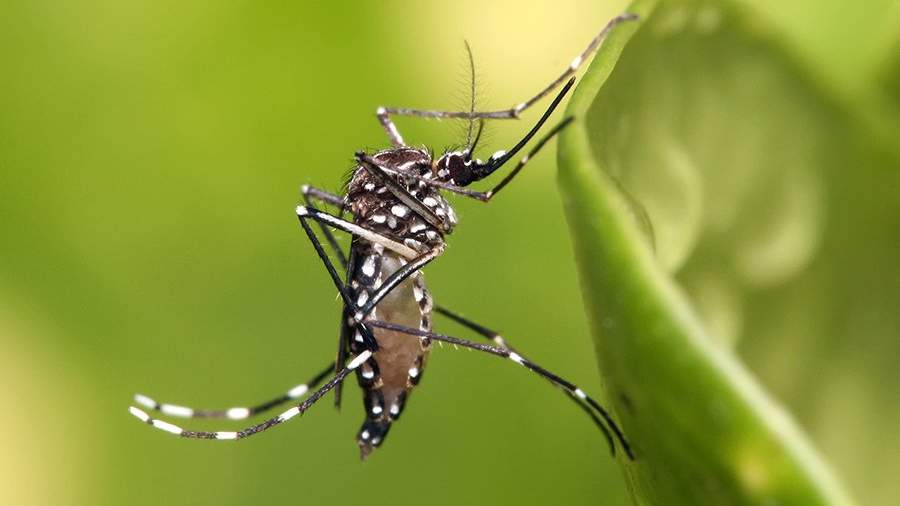 Комар вида Aedes aegypti