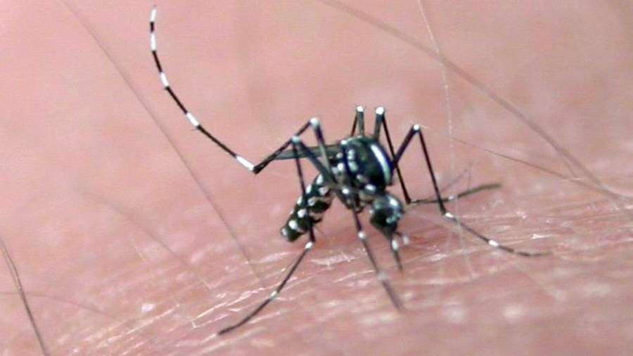 Комар вида Aedes albopictus