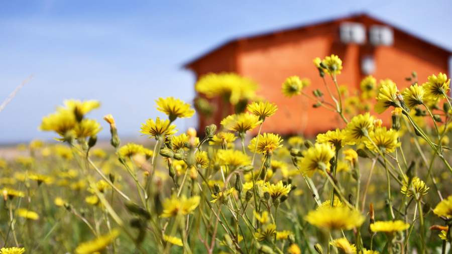 туризм крым цветы