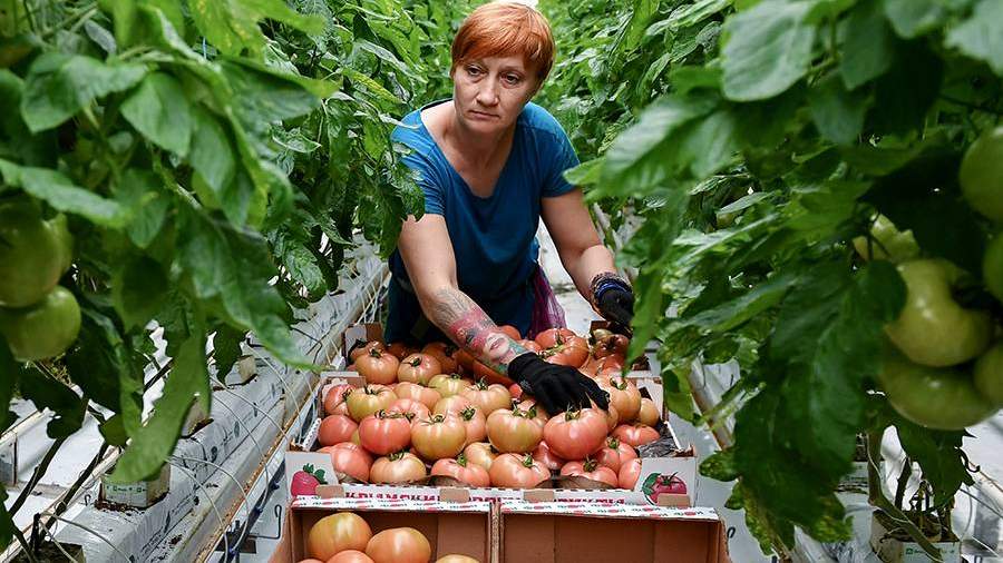 Сотрудница во время работы в теплице