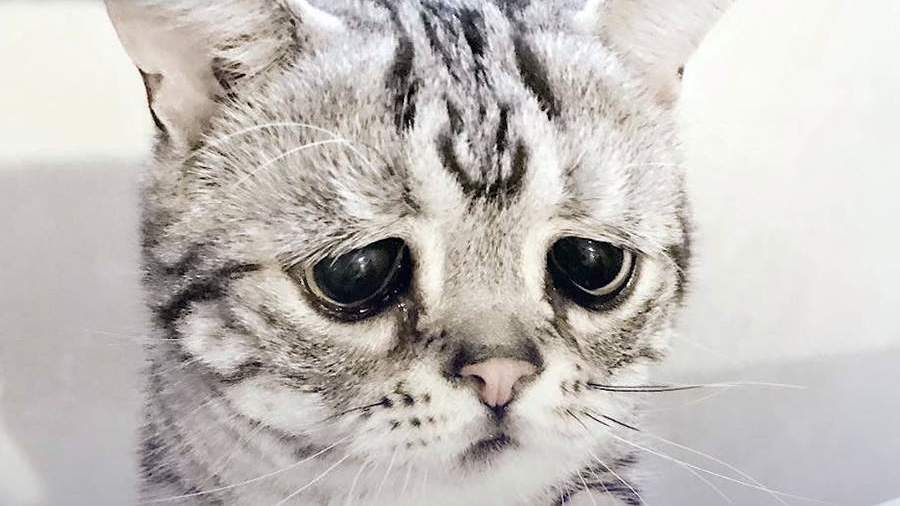 Самый грустный в мире кот покорил Instagram | Видео | Известия | 24.09.2017