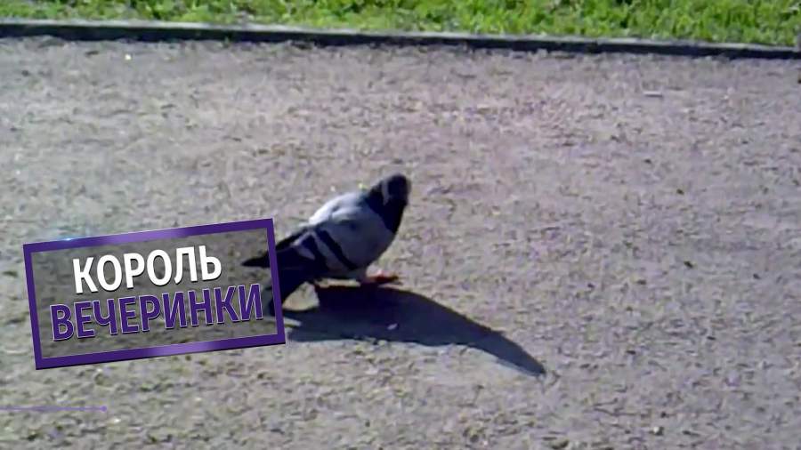 Голуби Украины Новое Видео 2022 Года Бесплатно