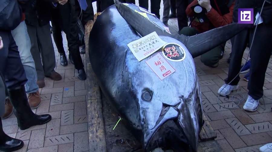 Самый дорогой тунец продан в Токио за $800 тыс. | Видео | Известия |  05.01.2024