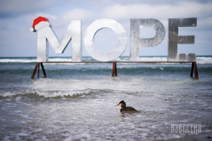 Побережье Черного моря в Анапе. На переднем плане — птица, испачканная в мазуте, которая не может взлететь и живет в прибрежной зоне
