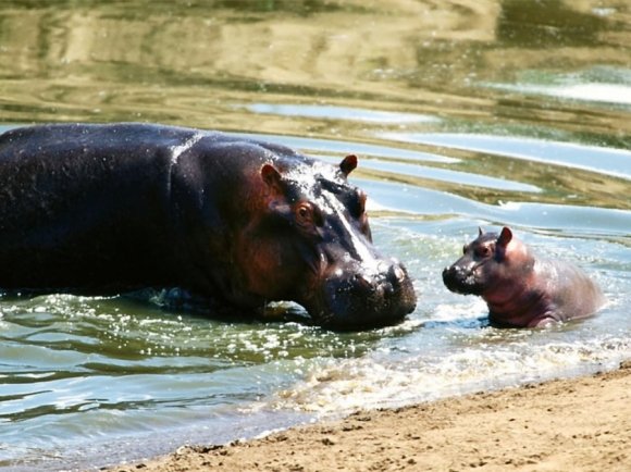 Удовольствие для избранных