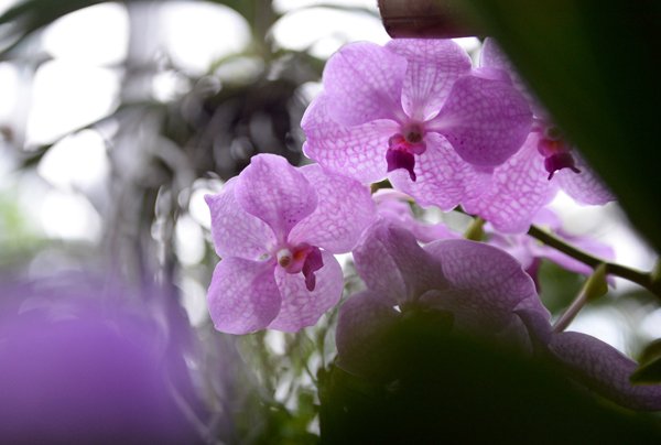 В Ботаническом саду МГУ наступило экзотическое лето 