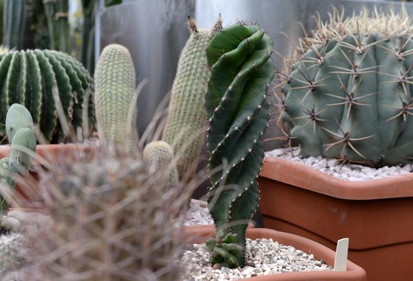 В Ботаническом саду МГУ наступило экзотическое лето 