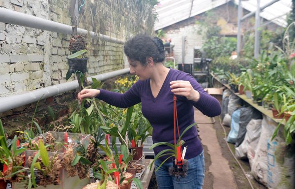 В Ботаническом саду МГУ наступило экзотическое лето 