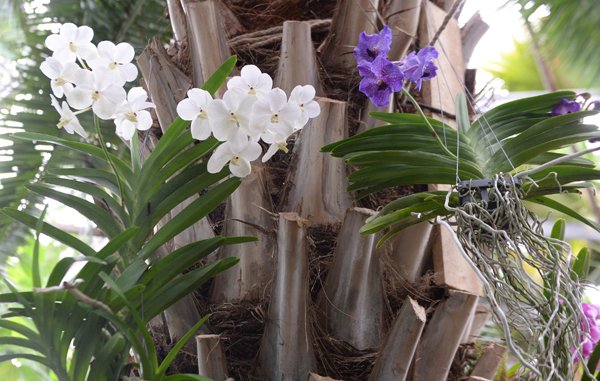 В Ботаническом саду МГУ наступило экзотическое лето 