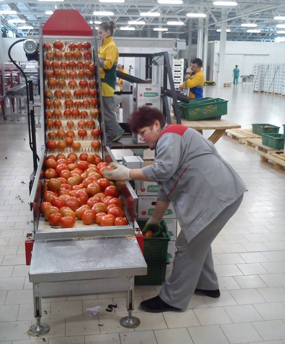 Российские производители готовы заместить турецкие овощи