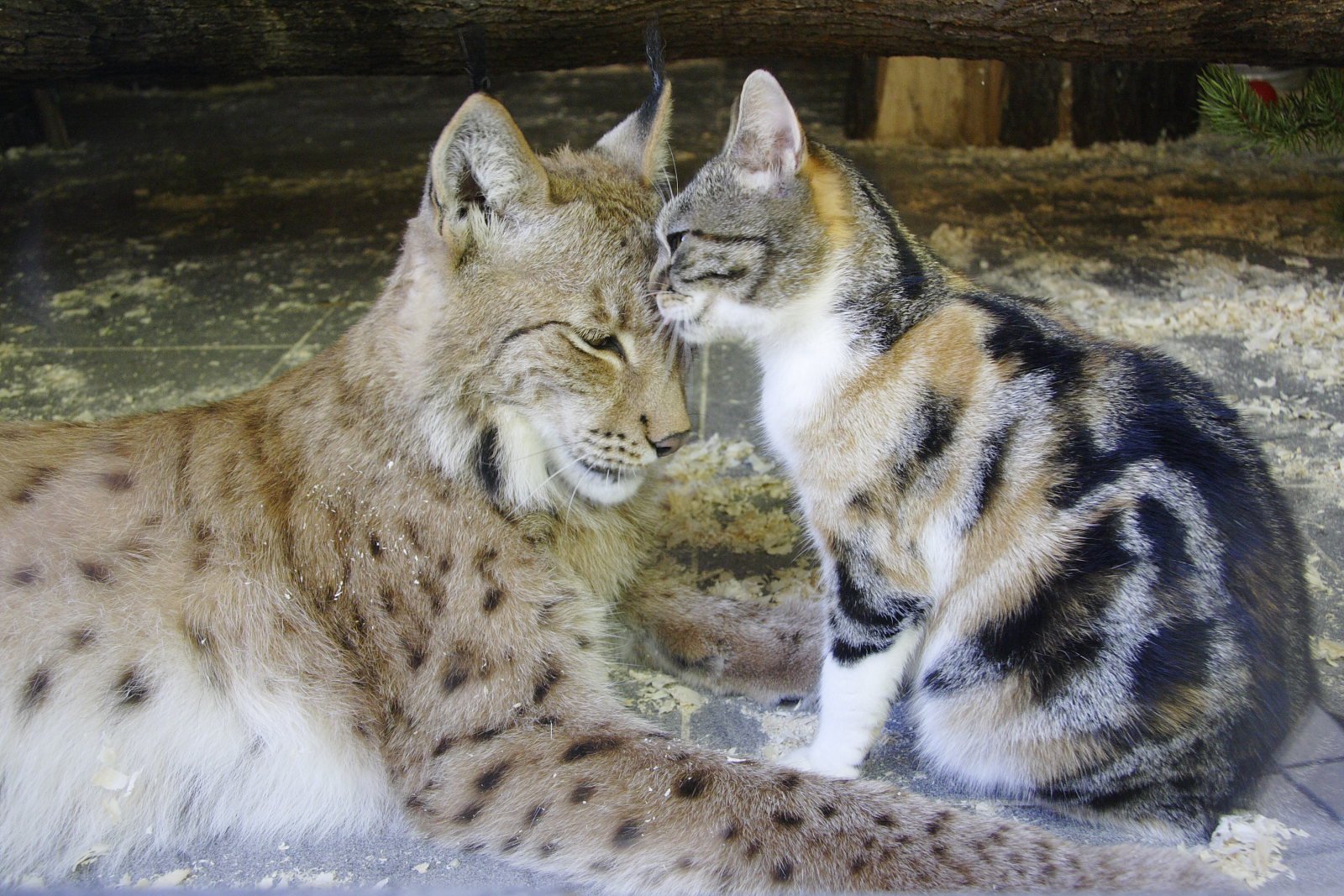 Невероятные пары в российских зоопарках