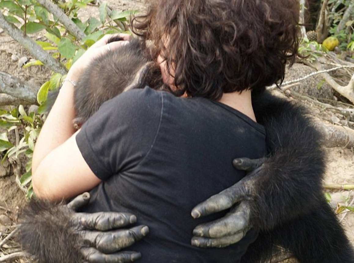 Шимпанзе девушку. Обезьяна обнимает. Обезьяна обнимает человека. Обезьяна обнимает девушку. Обезьянка и человек обнимаются.