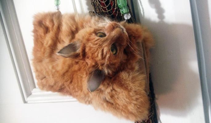 Клатч из кошки, возмутивший защитников животных, выставили на аукцион