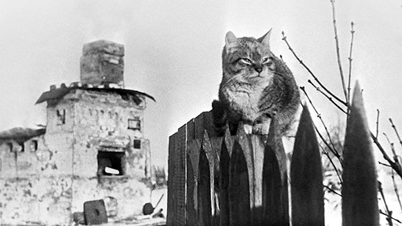 «Искра» жизни и надежды: как прорвали блокаду Ленинграда 