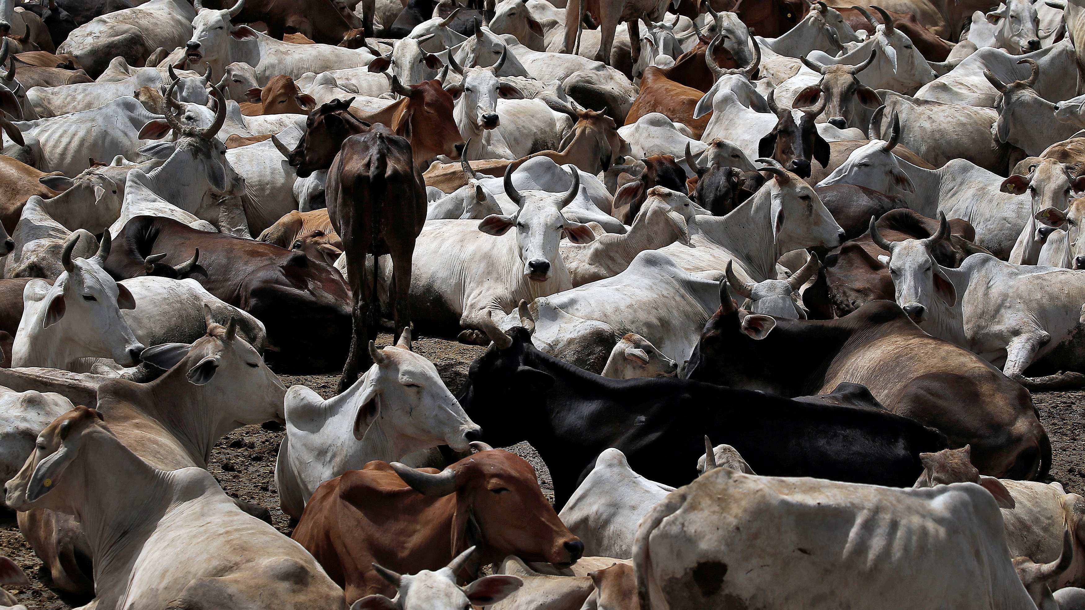 Сколько коров в мире. Скотоводство в Индии. Животноводство в Индии. Индия КРС. Корова в Индии.
