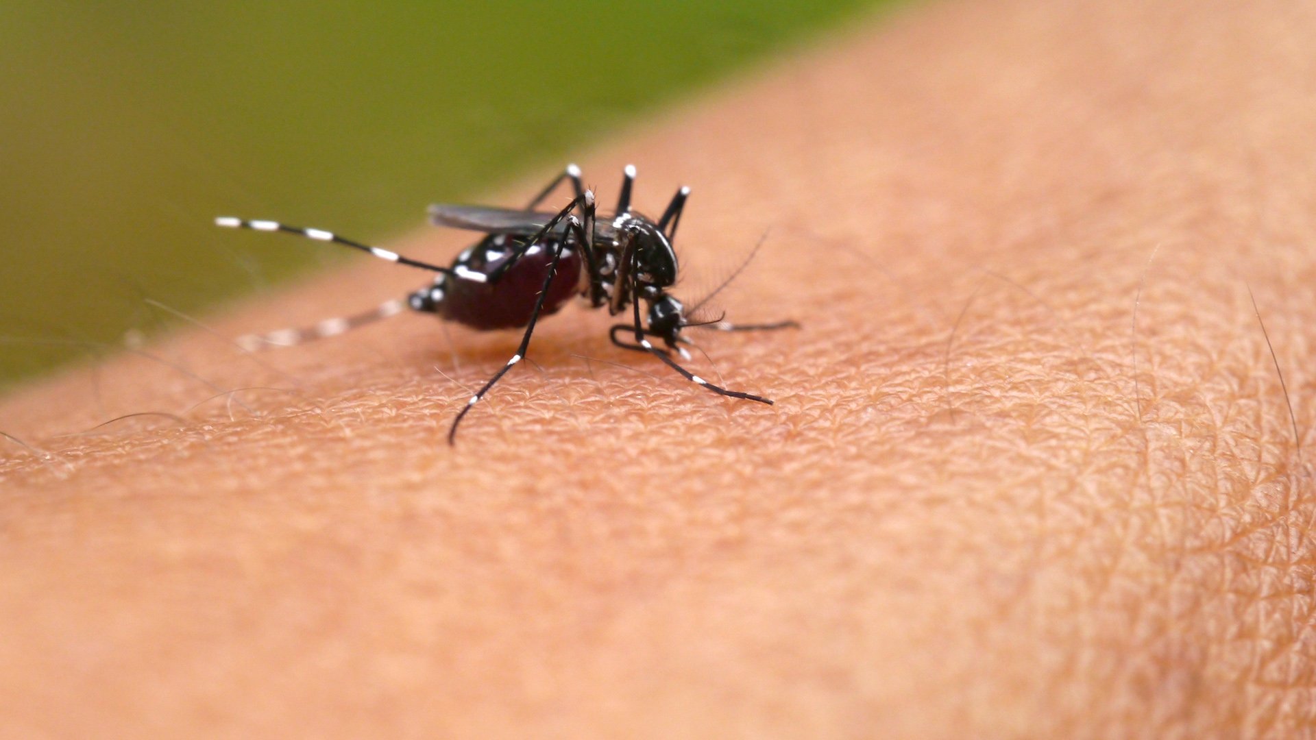 Биолог объяснила, почему комариные укусы опасны и как предотвратить их