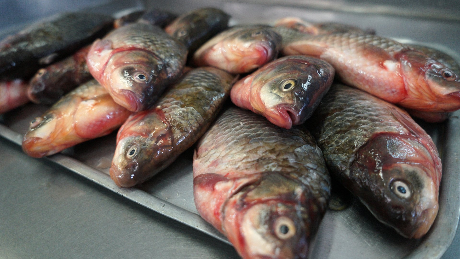 Карась запрещенный: зараженную гаффской болезнью рыбу изъяли в трех  регионах | Статьи | Известия