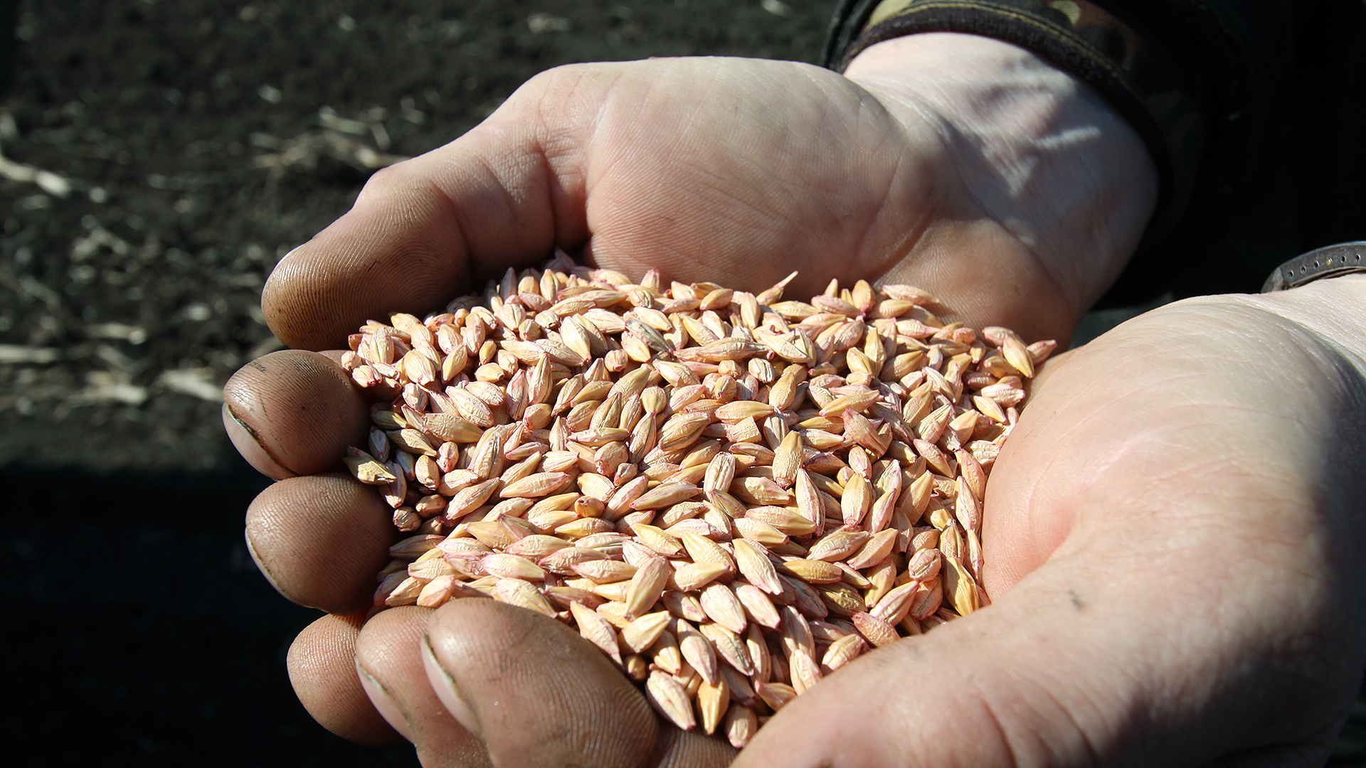 Ячмень страны. Пшеница зерно. Экспорт зерна. Поставки зерна. Посев зерен пшеницы.