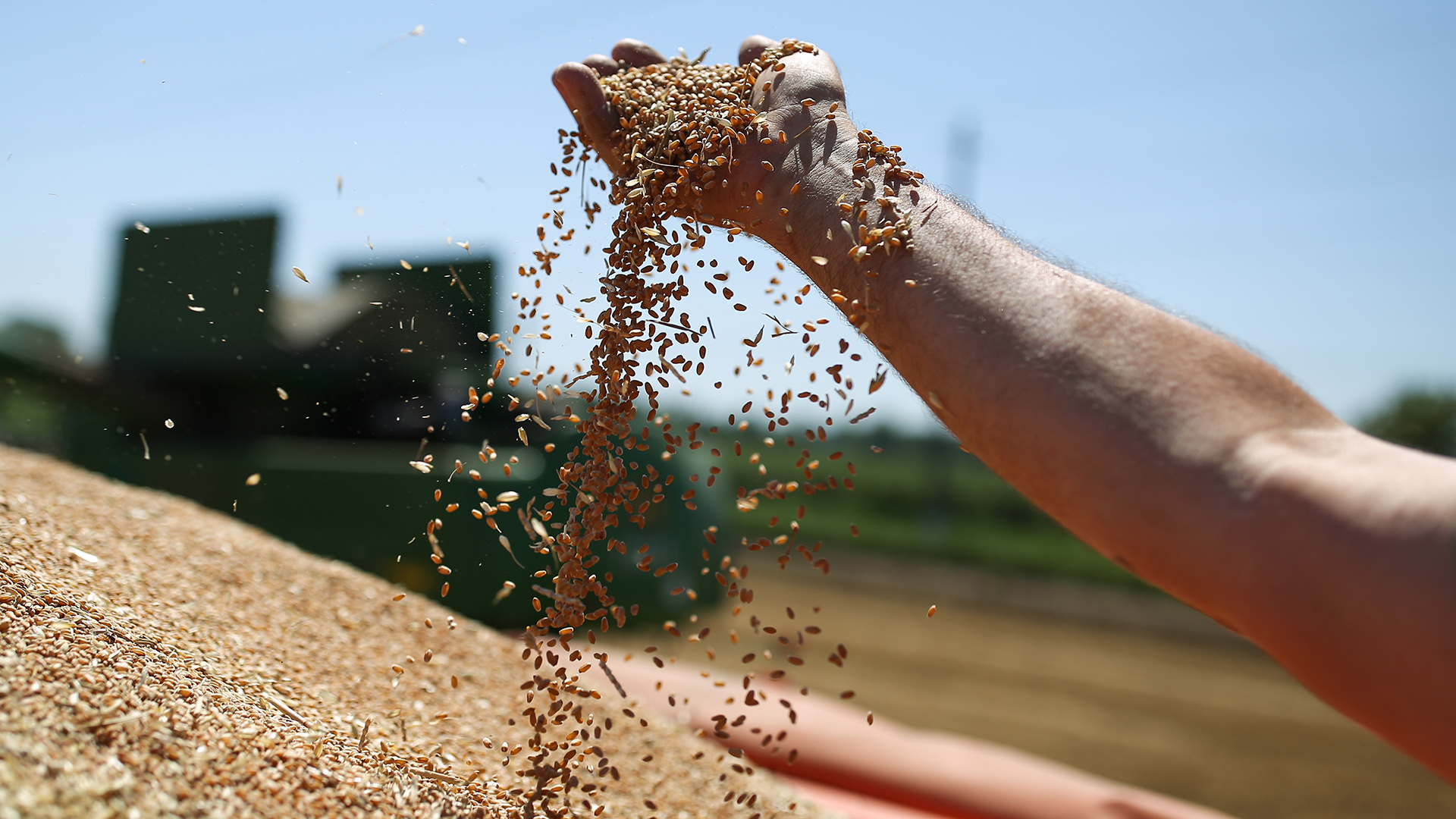 Хлеба и зрелищ: жара грозит урожаю зерновых в России | Статьи | Известия
