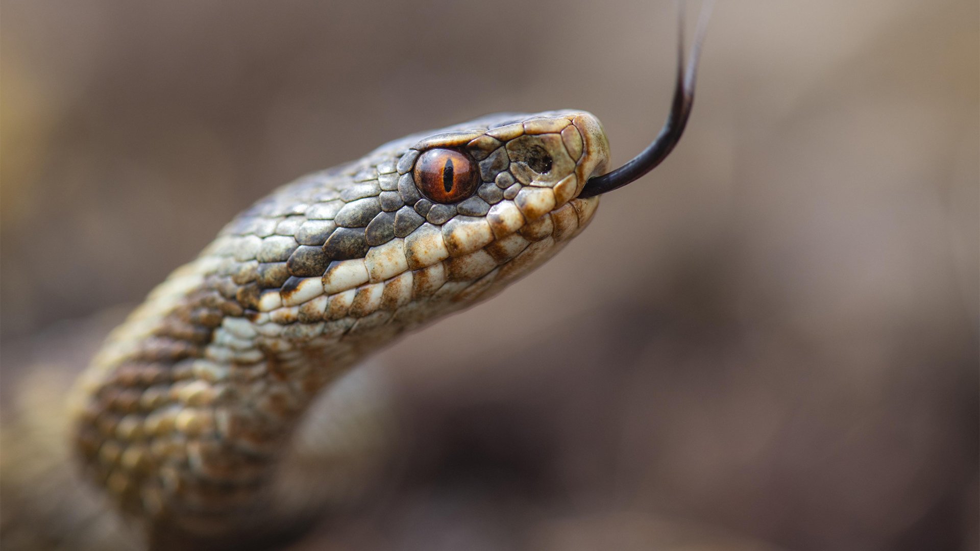 7 способов избавиться от змей на дачном участке | myDecor