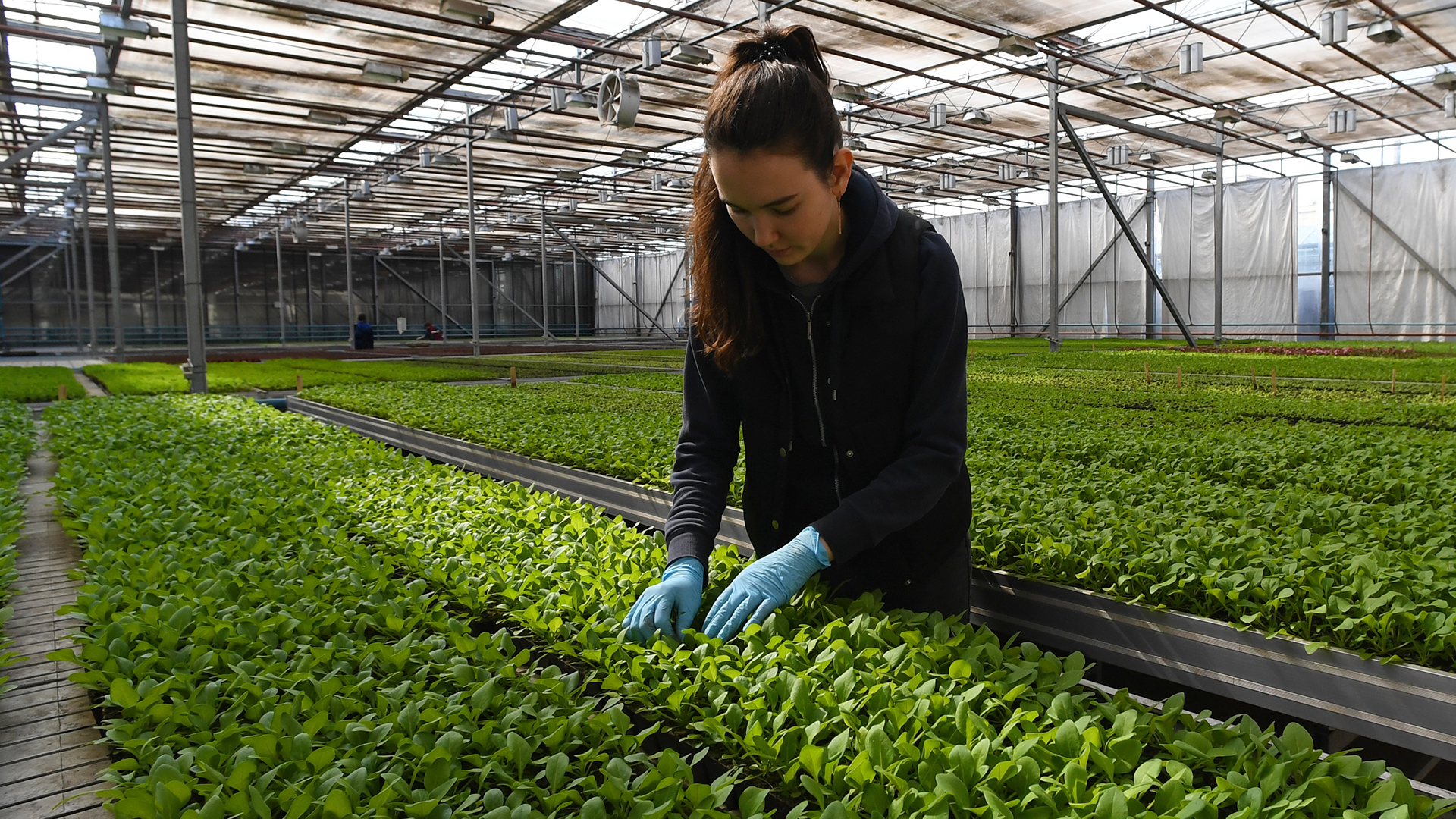 Сеятели культур: в сельском хозяйстве не хватает агрономов и агротехников