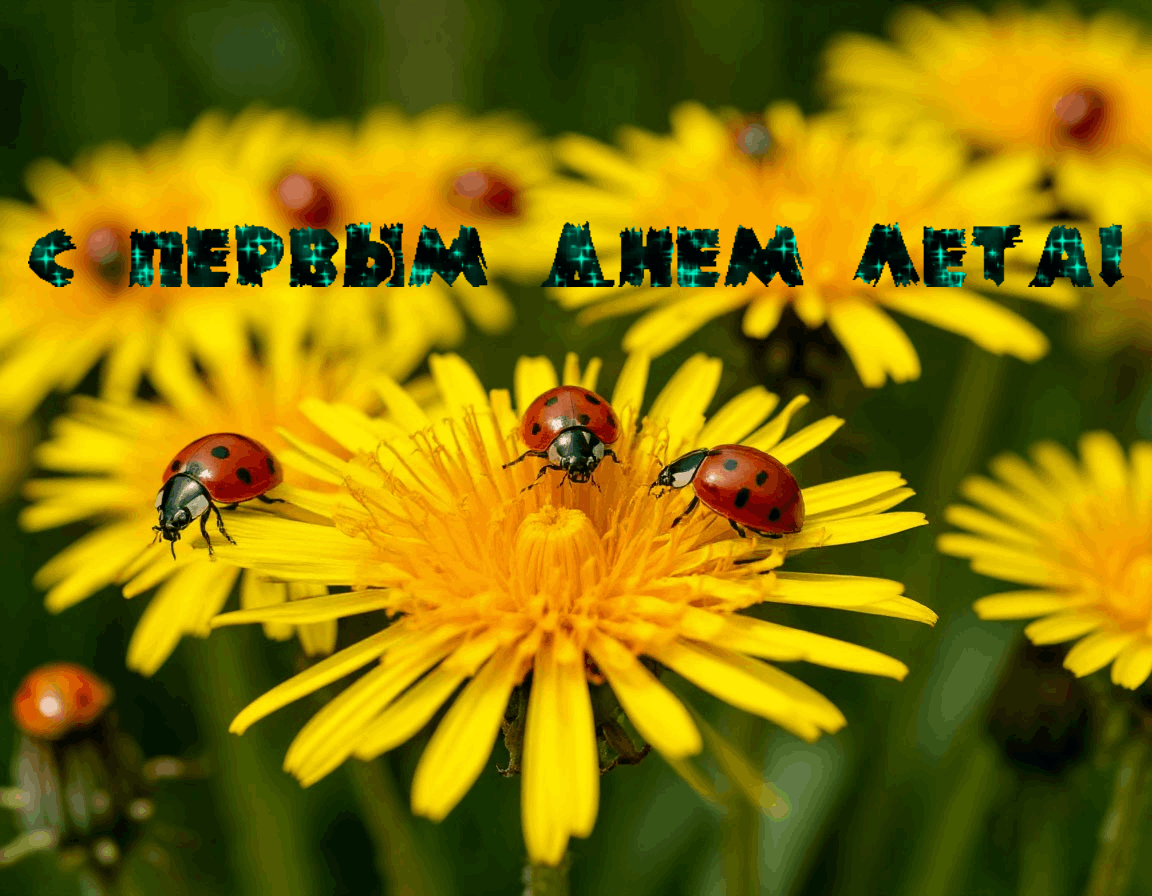 Гиф с первым днем лета
