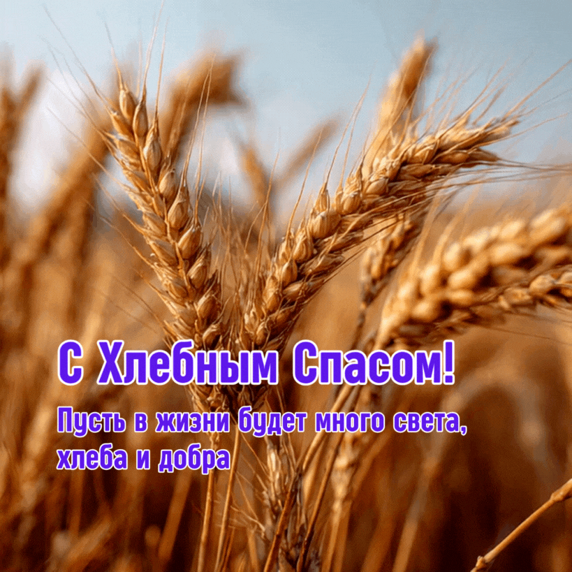 Анимированное поздравление с Хлебным спасом — делитесь в соцсетях 29 августа
