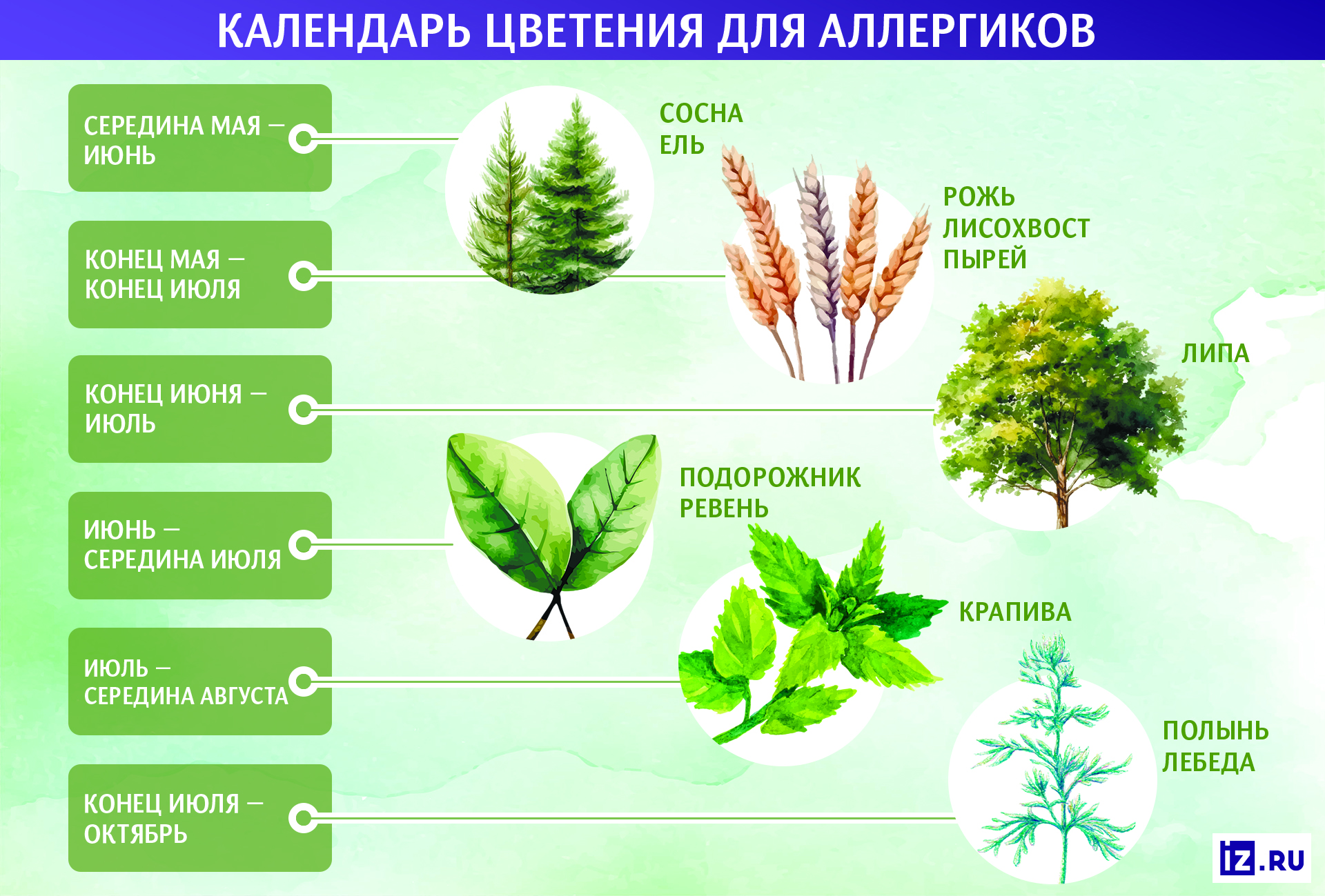 Тополиный чих: как аллергикам пережить пик пушения деревьев | Статьи |  Известия