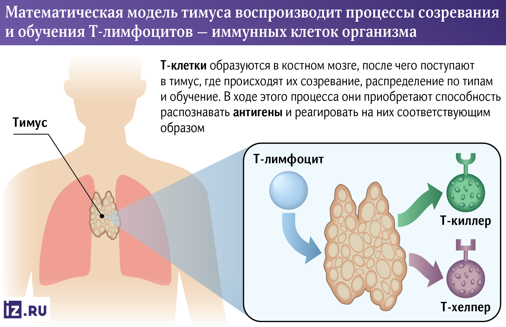 Ученые создали цифровую фабрику иммунных клеток