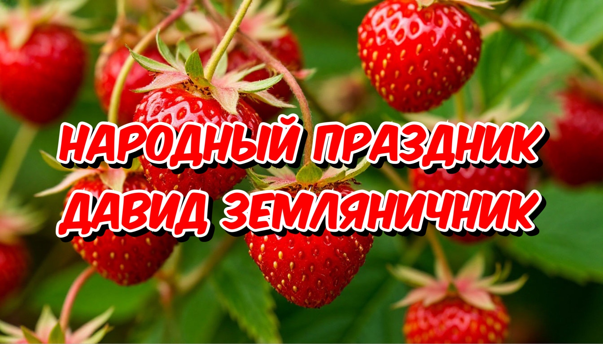 Открытка Давид Земляничник