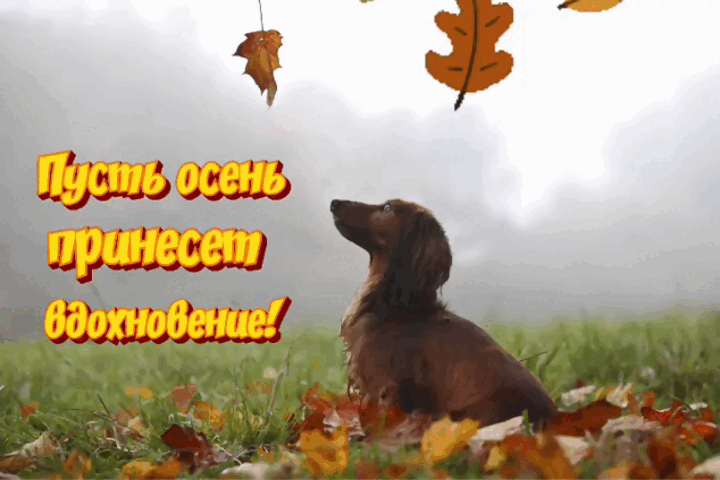 Гиф с первым днем осени